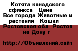 Котята канадского сфинкса › Цена ­ 15 - Все города Животные и растения » Кошки   . Ростовская обл.,Ростов-на-Дону г.